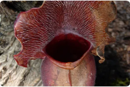 Schlauchpflanze / Kannenpflanze