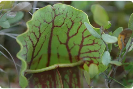 Schlauchpflanze / Kannenpflanze