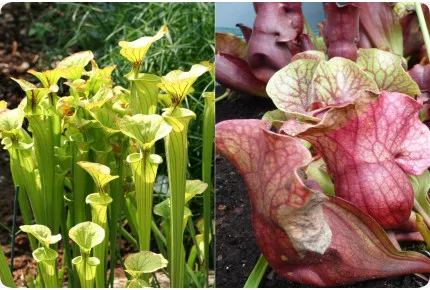 Schlauchpflanze / Kannenpflanze