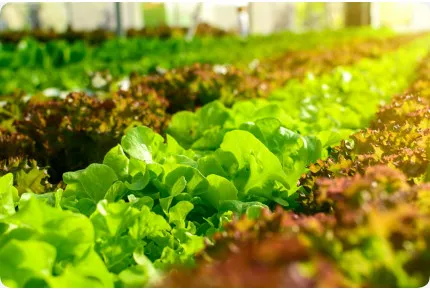 Salatmischung - Saatband