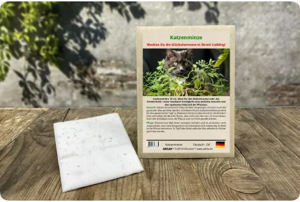 Katzenminze - Saatband