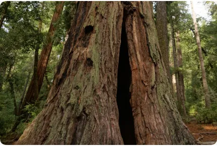 Küsten - Mammutbaum