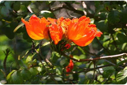 Afrikanischer Tulpenbaum