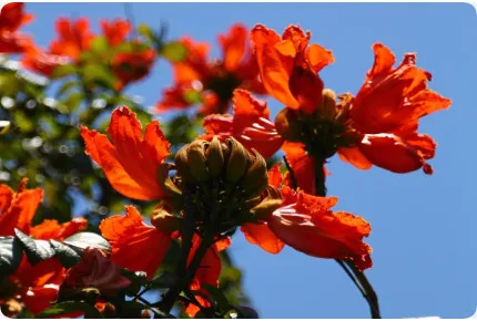 Afrikanischer Tulpenbaum