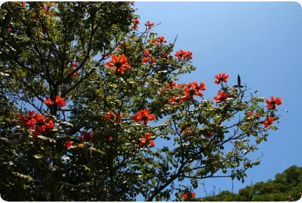 Afrikanischer Tulpenbaum