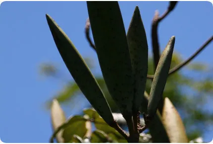 Afrikanischer Tulpenbaum