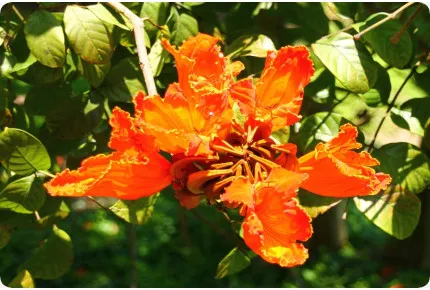 Afrikanischer Tulpenbaum