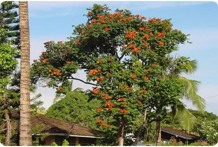 Afrikanischer Tulpenbaum
