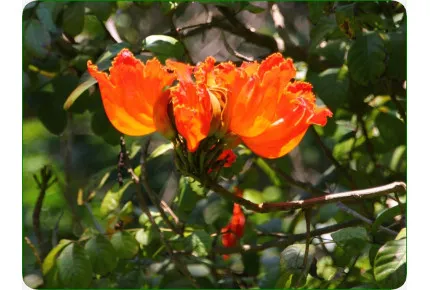 Anzuchtset - Exotische Schönheiten Afrikas