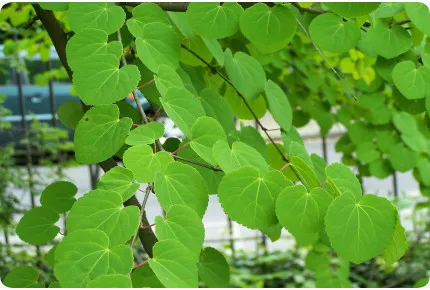 Anzuchtset - Weihnachtsgarten