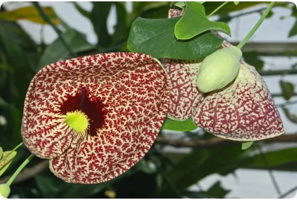 Anzuchtset - Faszination Tropischer Regenwald