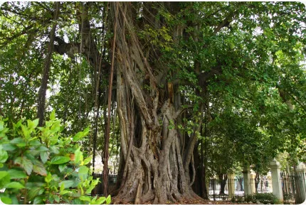 Bengalische Würgefeige