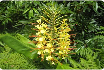 Riesen - Schmetterlingsblume