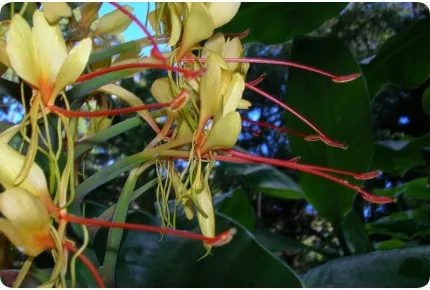 Riesen - Schmetterlingsblume