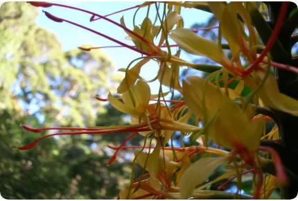 Riesen - Schmetterlingsblume