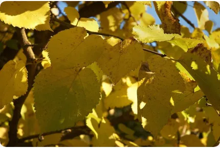 Schwarzer Maulbeerbaum