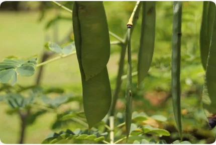 Winterharter Pfauenstrauch