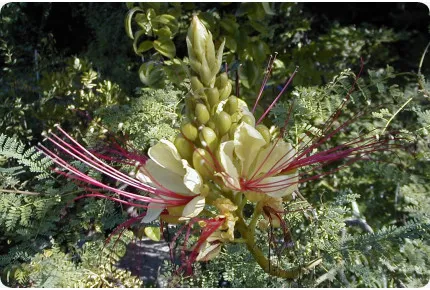 Winterharter Pfauenstrauch