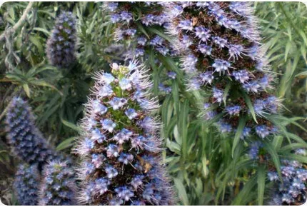 Blauer - Natternkopf