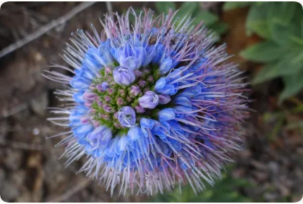 Blauer - Natternkopf