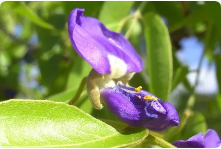 Afrikanischer Blauregen