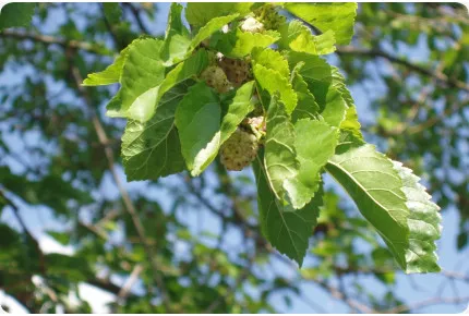 Weißer Maulbeerbaum