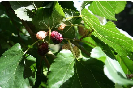 Weißer Maulbeerbaum