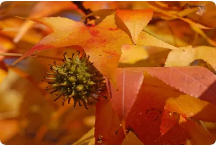 Amerikanischer Amberbaum