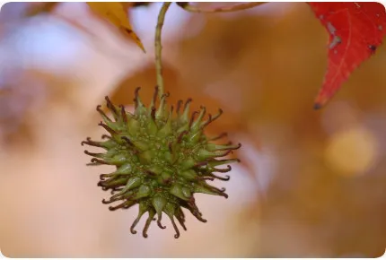 Amerikanischer Amberbaum