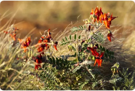 Papageischnabel / Teufelskopf
