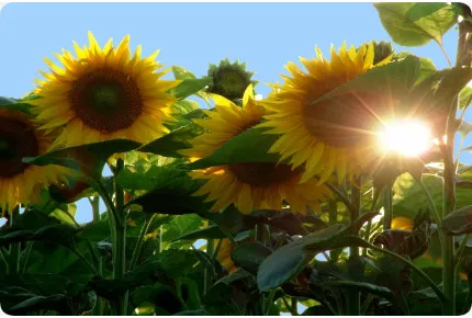 Sonnenblume Titan F1