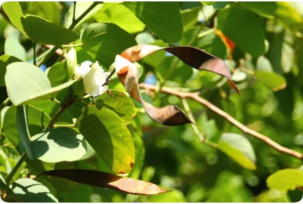 Weißer Orchideenbaum