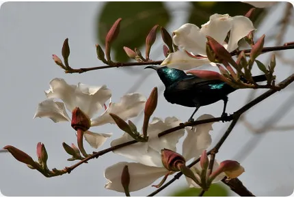 Weißer Orchideenbaum