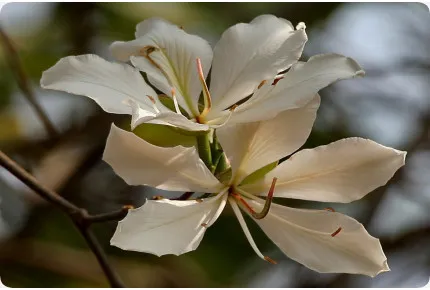Weißer Orchideenbaum