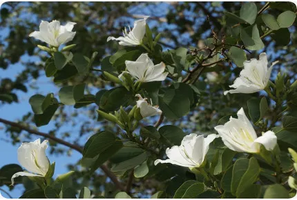 Weißer Orchideenbaum