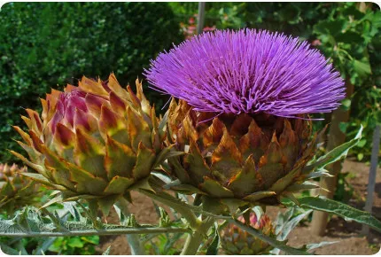 Spanische Artischocke