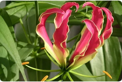 Afrikanische Kletterlilie