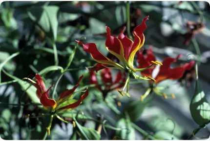 Afrikanische Kletterlilie