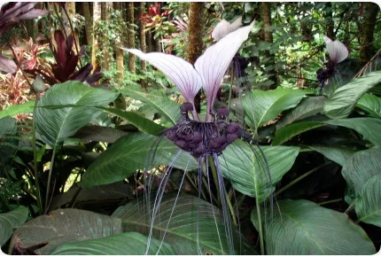Nepalesische Riesen - Fledermausblume