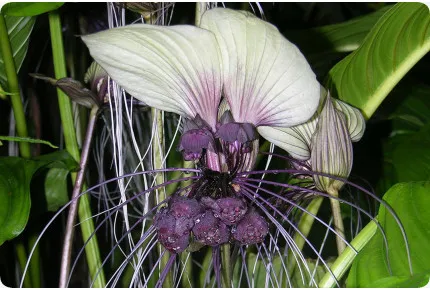 Nepalesische Riesen - Fledermausblume