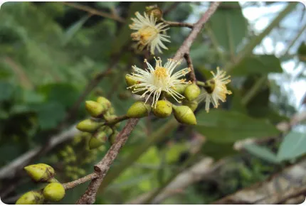 Roter Fluss - Eucalyptus
