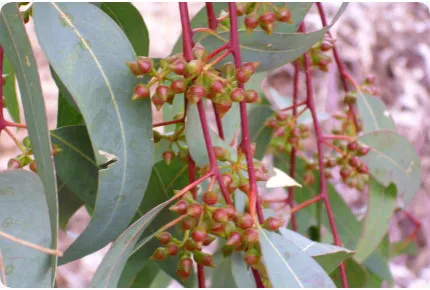 Roter Fluss - Eucalyptus