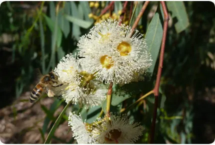 Roter Fluss - Eucalyptus