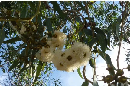 Roter Fluss - Eucalyptus