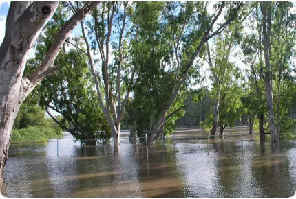 Roter Fluss - Eucalyptus