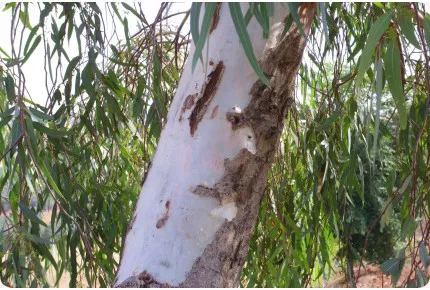 Roter Fluss - Eucalyptus