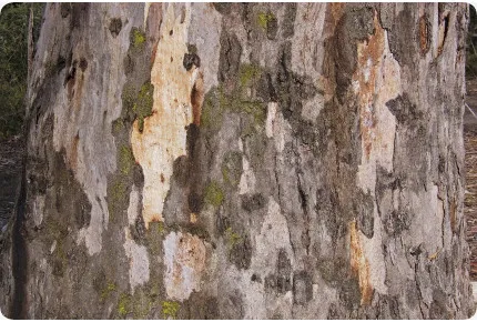 Roter Fluss - Eucalyptus