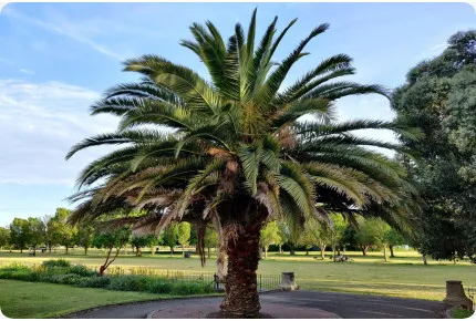 Kanarische Dattelpalme