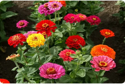 Zinnien - Mix