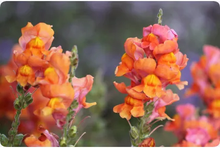 Großes Löwenmäulchen